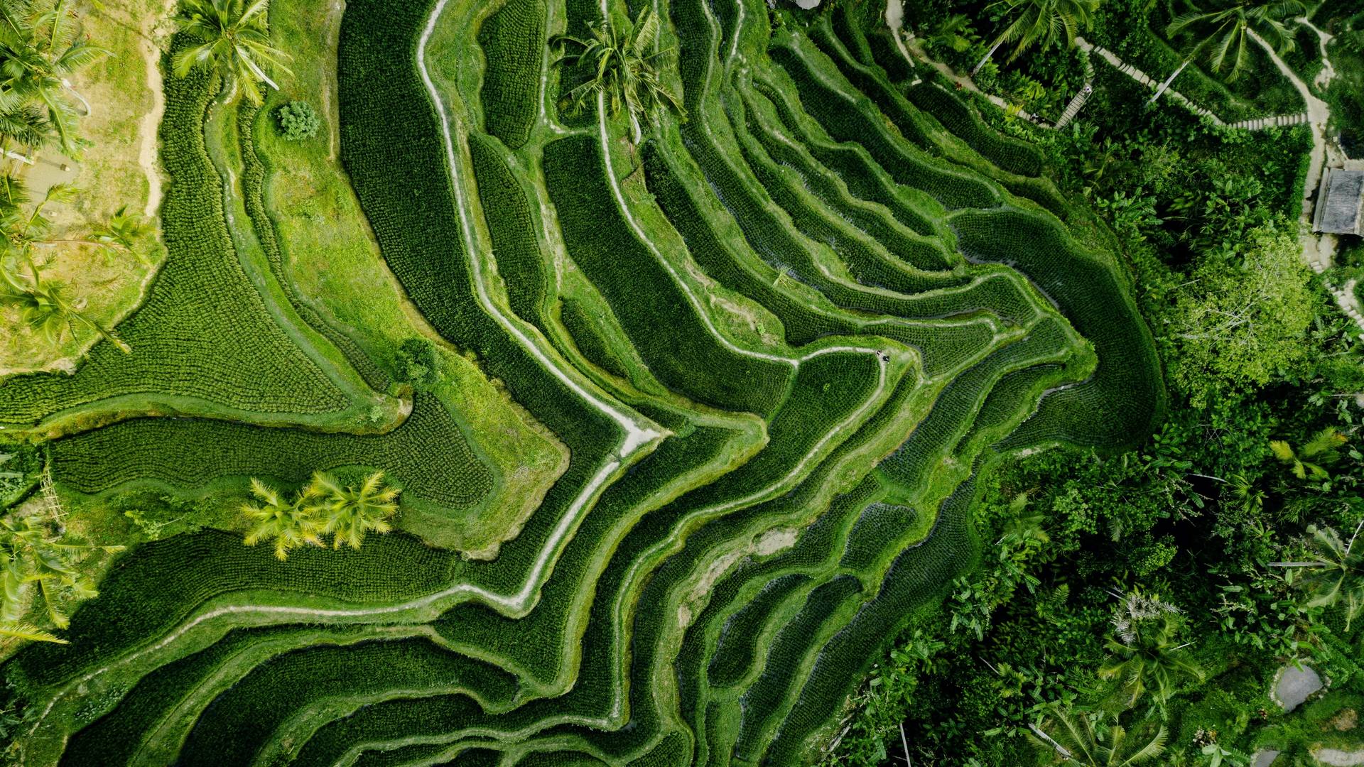 An aerial view of Balinese rice paddies