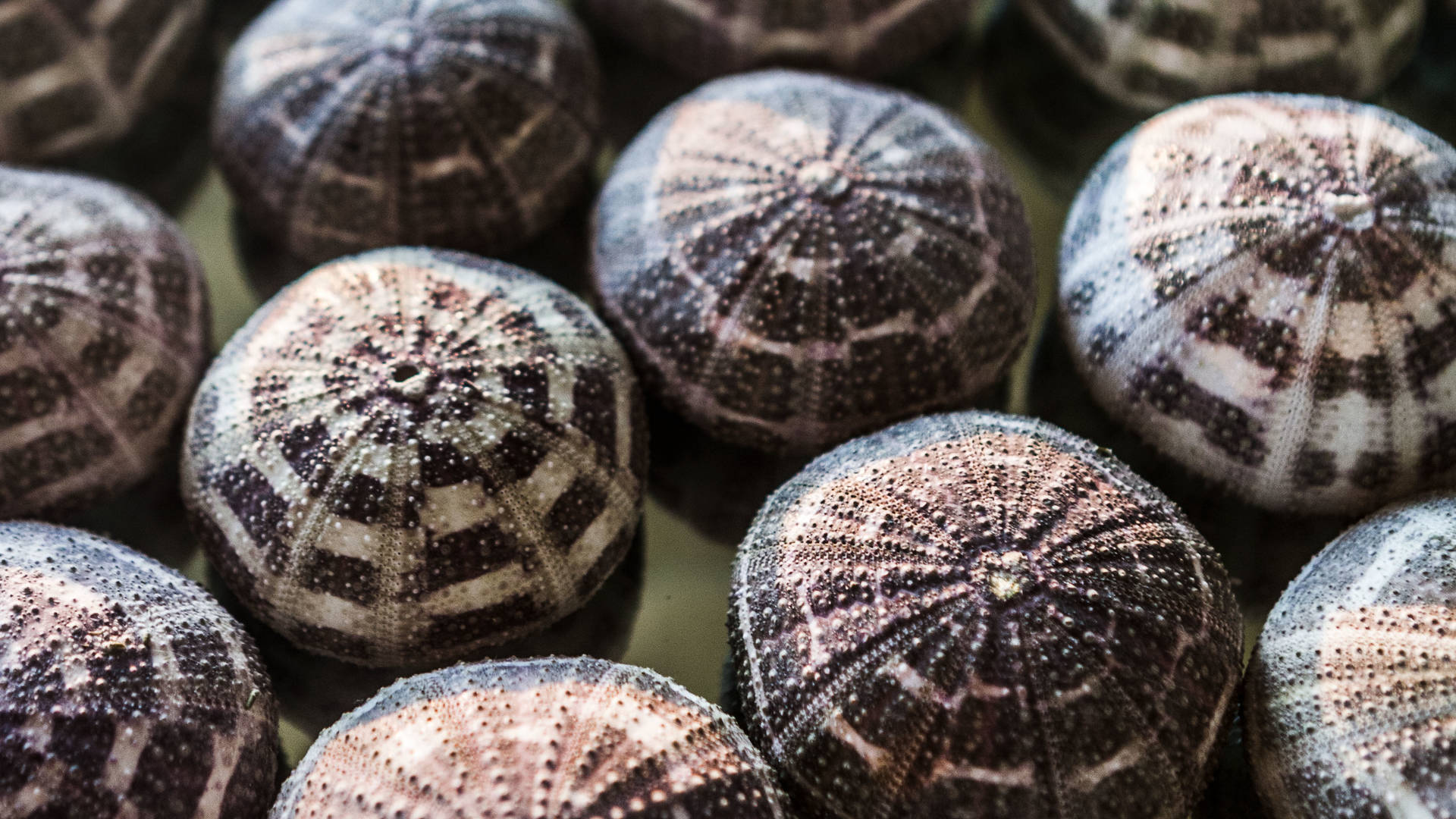 Sea urchins