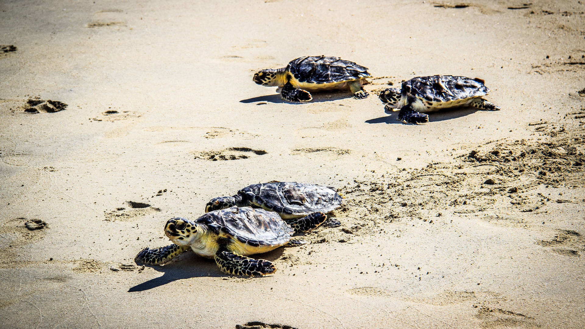 Burj Arab Turtle Release