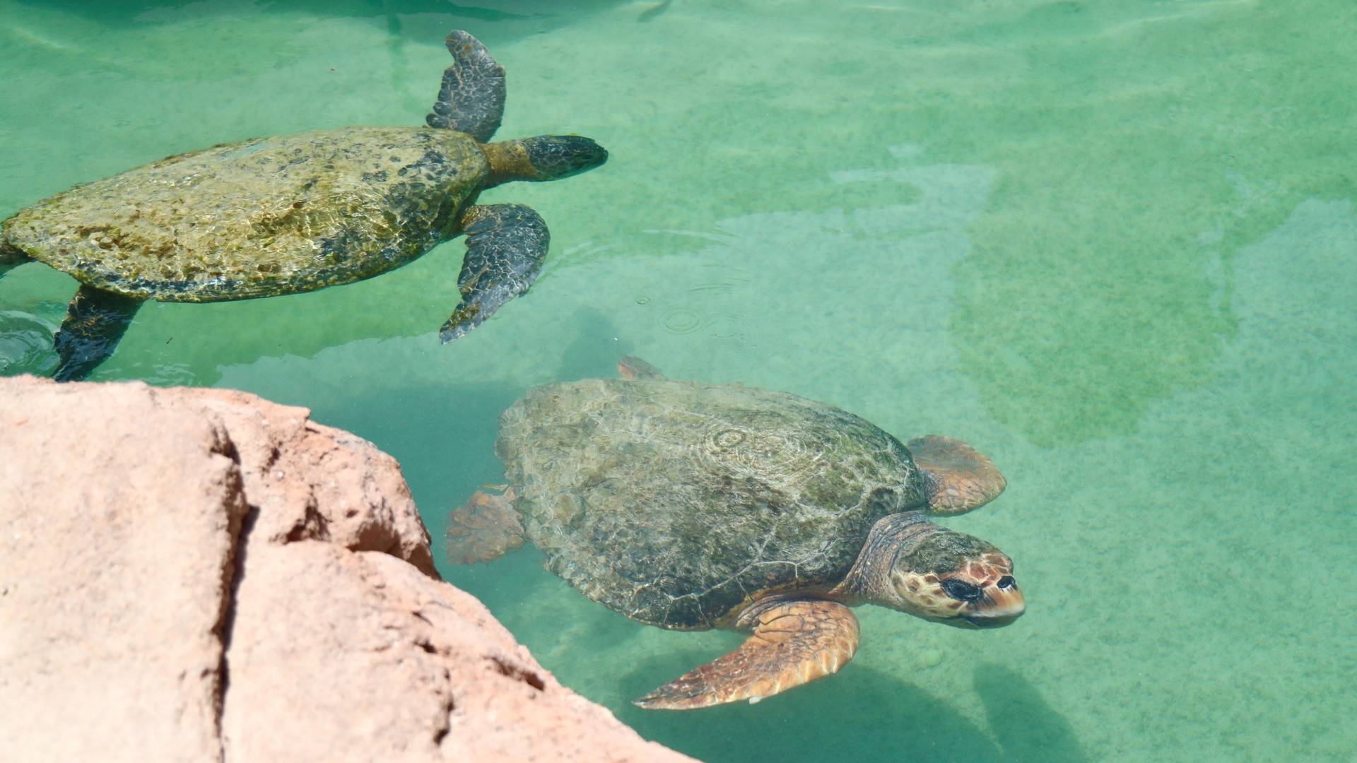 Turtles at Jumeirah al Naseem