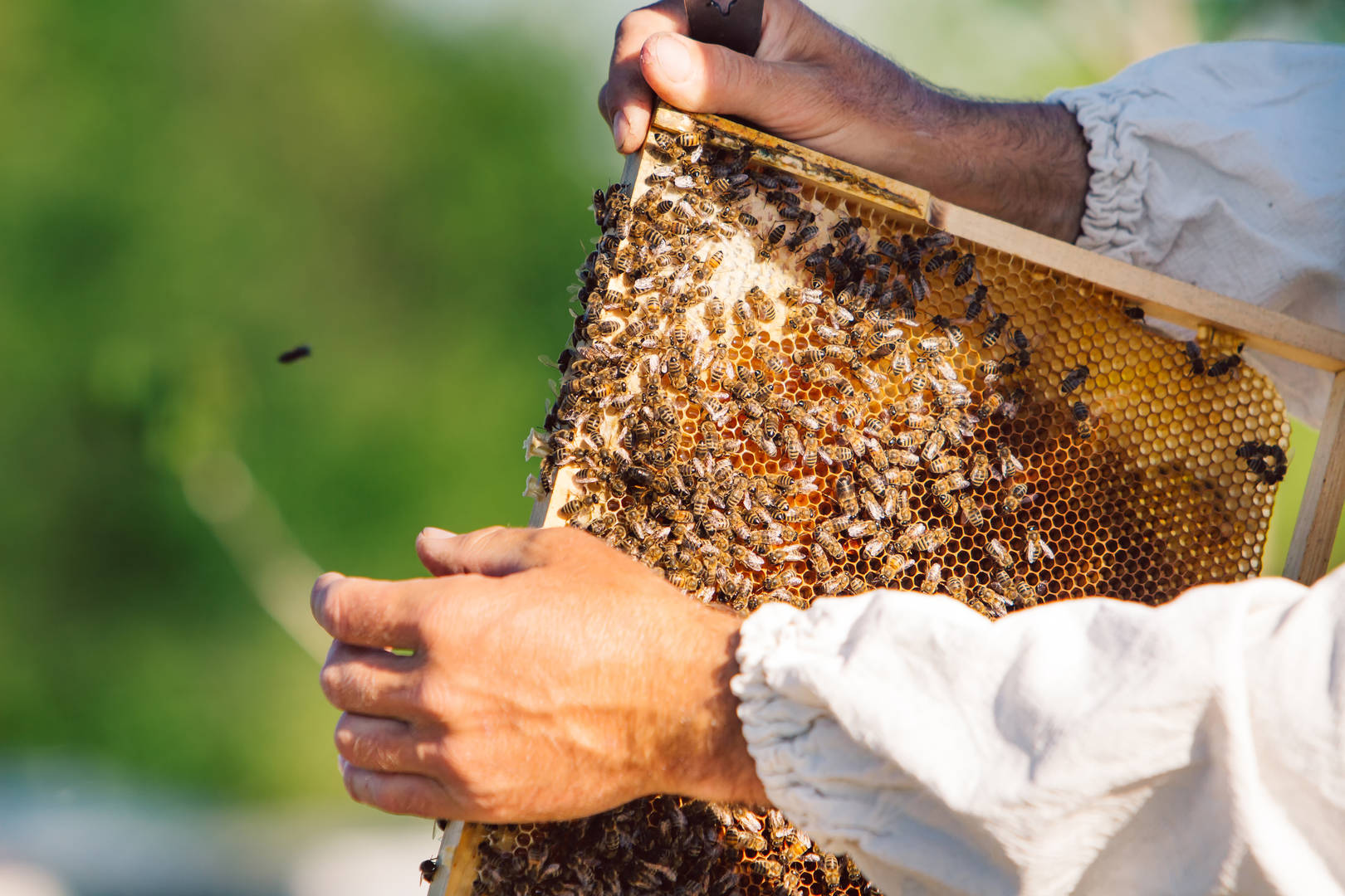 Animal adventures in Hatta honeybee farm