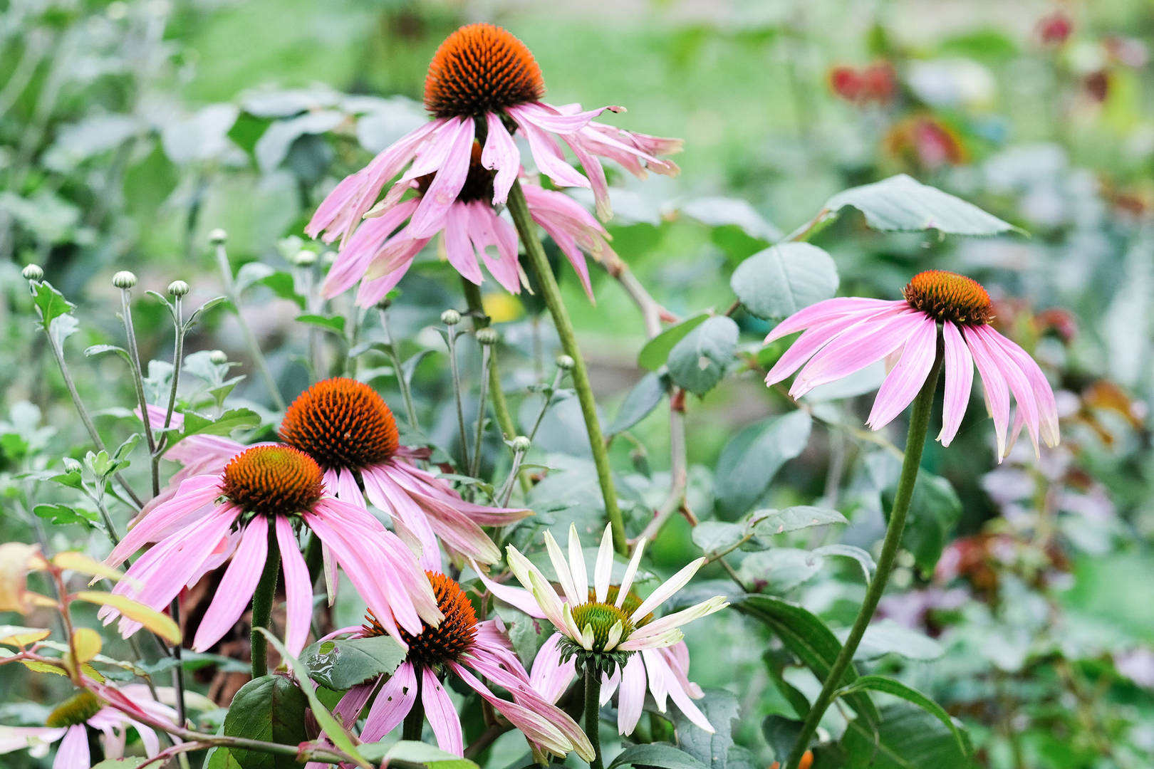 Pink daisies in the Chelsea Physic Garden, not far from The Carlton Tower Jumeirah