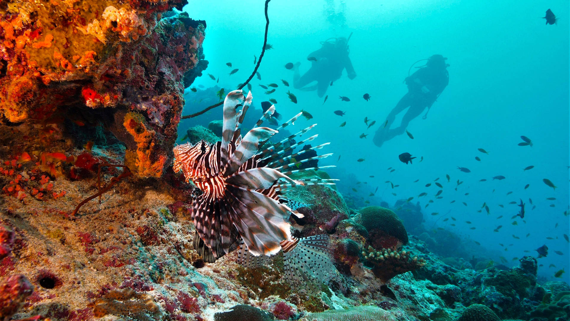 Image of Lionfish and divers near Jumeirah Maldives Olhahali Island