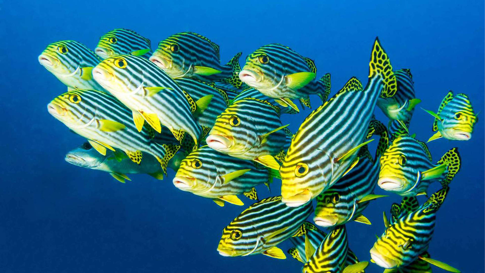Oriental sweetlips near Jumeirah Maldives Olhahali Island