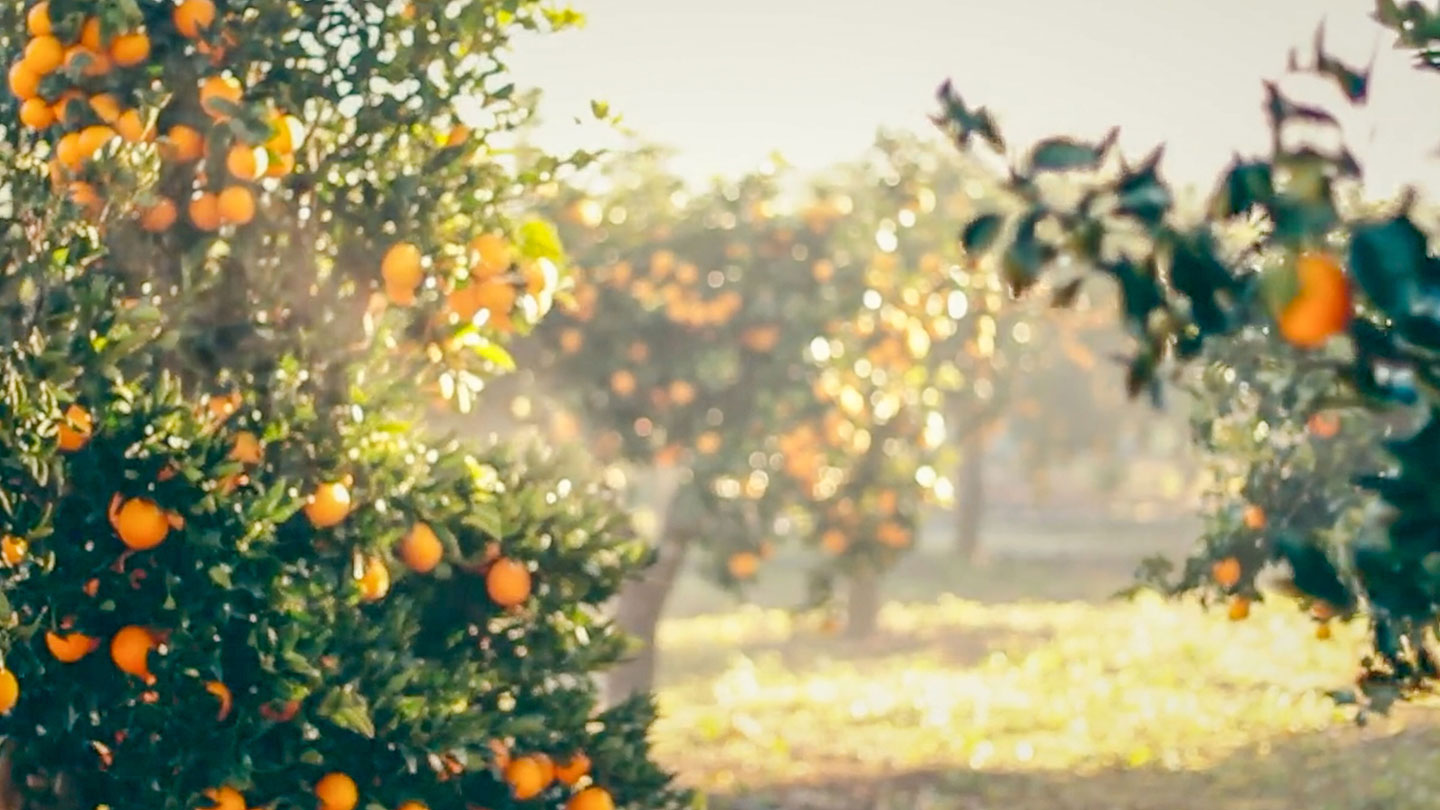 Orange grove at Jumeriah Port Soller