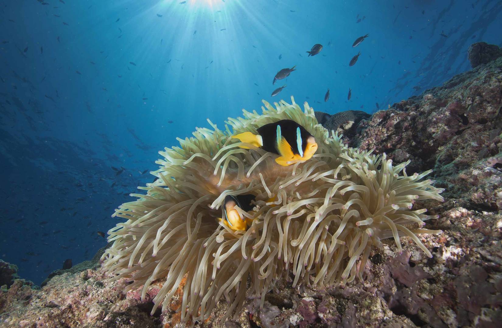 A fish swimming in a reef near Daymaniyat
