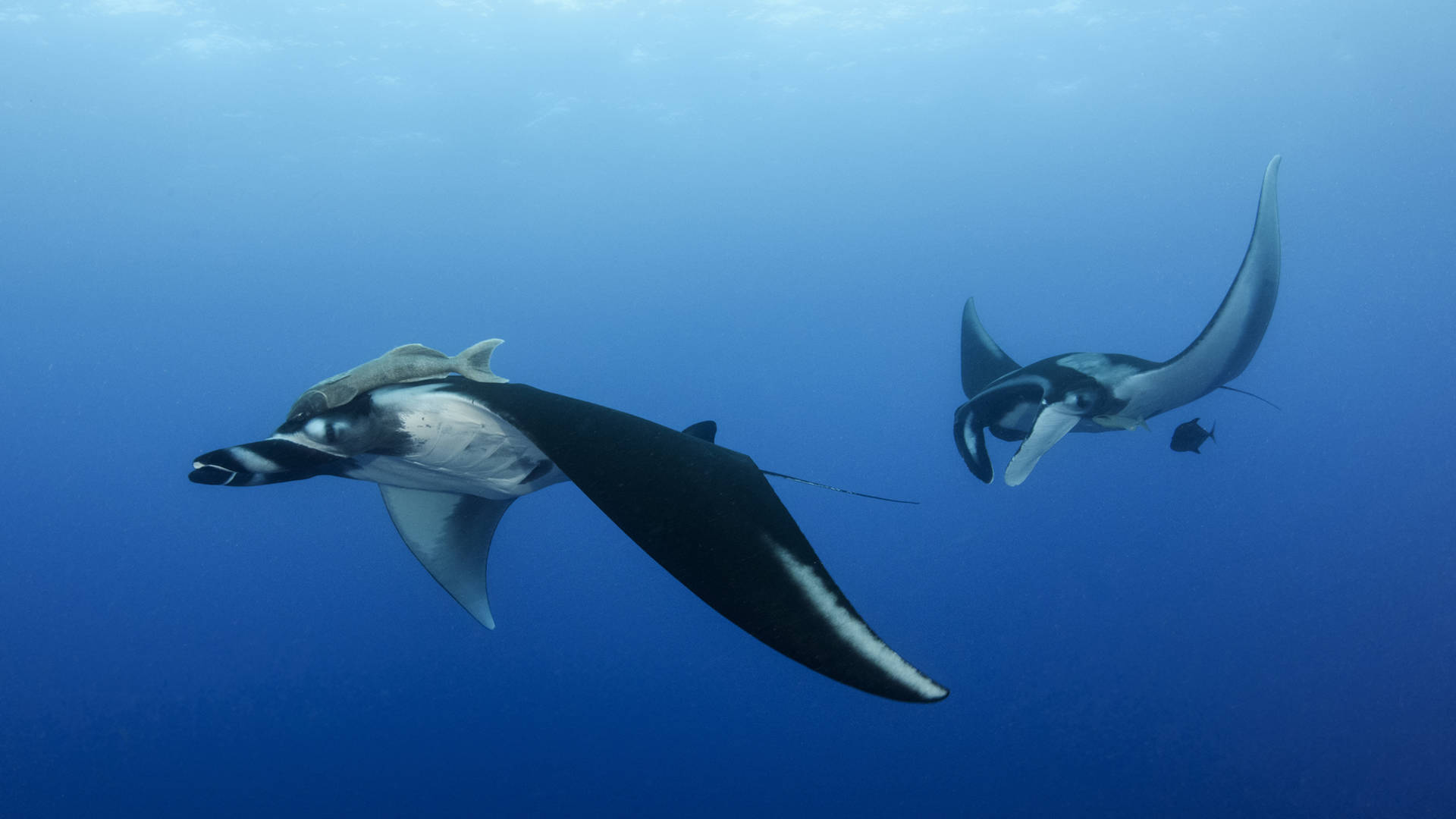 Rays swimming in the ocean